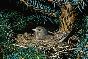 Twites: Twite - on nest