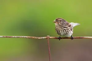 Twites: Twite - Single adult perching on fence