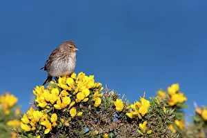 David Kilbey: Twite - Single adult perching on gorse