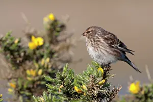 David Kilbey: Twite - Single adult perching on gorse
