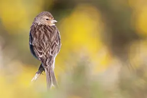 David Kilbey: Twite - Single adult perching on gorse