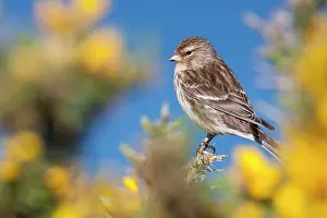 Gorse: Twite - Single adult perching on gorse