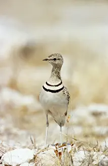 Courser: Two-banded COURSER