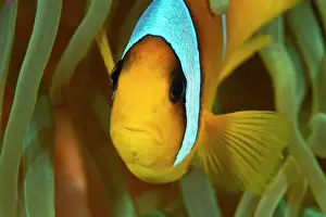 Bicinctus: Two-Banded / Red Sea Anemonefish