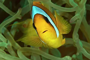 Bicinctus: Two-Banded / Red Sea Anemonefish