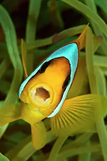 Bicinctus: Two-Banded / Red Sea Anemonefish - yawning