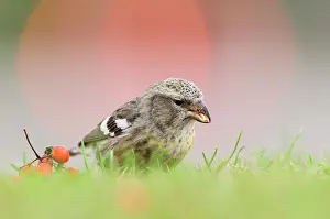 Smland: Two-barred Crossbill