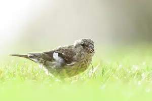 Smland: Two-barred Crossbill