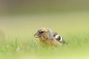 Smland: Two-barred Crossbill