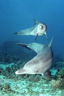 Truncatus: Two, bottlenose dolphin (Tursiops truncatus), female