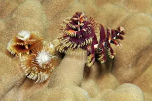 Giganteus: Two, Christmas tree worm (Spirobranchus giganteus)