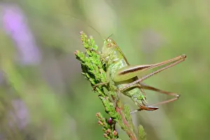 Ensifera: Two-coloured bush-cricket (Bicolorana bicolor)
