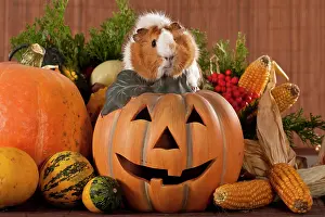 Pumpkins: Two-coloured guinea pig sitting on a Halloween pumpkin