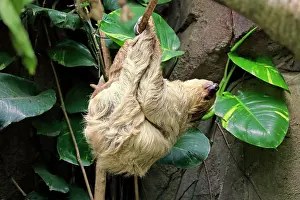 Laze: Two-fingered sloth (Choloepus didactylus), adult