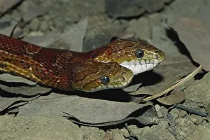 Developmental: Two-headed Bull Snake