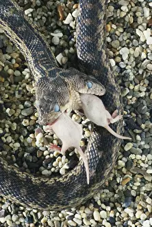 Gopher: Two-headed Gopher Snake