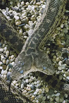 Ready: Two-headed Gopher Snake
