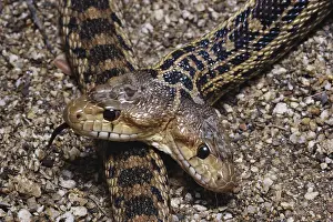 Gopher: Two-headed Gopher Snake