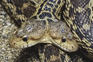 Gopher: Two-headed Gopher Snake