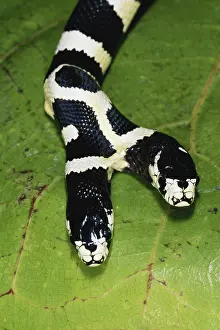 Kingsnake: Two-headed King Snake
