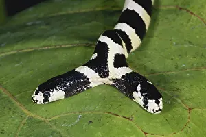 Kingsnake: Two-headed King Snake