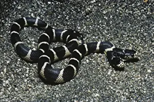 Kingsnake: Two-headed King Snake