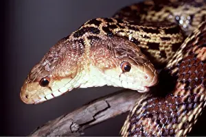Scary: Two-Headed Pacific Gopher Snake