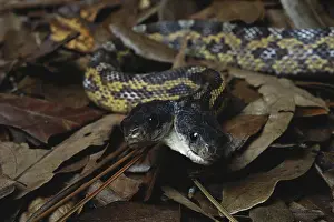 Developmental: Two-headed Rat Snake