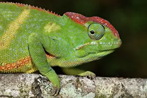 Andasibe: Two-horned chameleon (Furcifer bifidus) female on