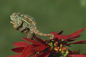 Themes: Two-Lined Chameleon