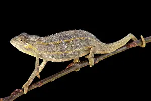 Somalia: Two-lined chameleon (Trioceros bitaeniatus), Tanzania