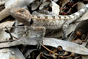 Agamid: Two-lined Dragon