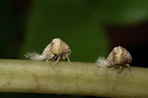 Nymph: Two-lined Planthopper nymphs