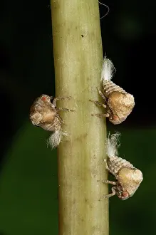 Nymph: Two-lined Planthopper nymphs
