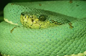 Coils: Two-Lined Tree Viper