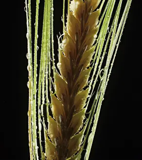 Ripening: Two-row Barley (Hordeum vulgare)