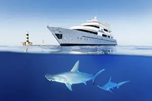 Sphyrna: Two, Scalloped Hammerhead (Sphyrna lewini) Shark