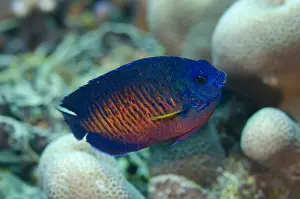 Timor: Two-spined Angelfish - Lone Tree dive site, Dili