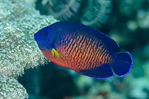 Timor: Two-spined Angelfish - Lone Tree dive site, Dili