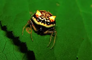 Spined: Two-spined spider - in daytime resting position