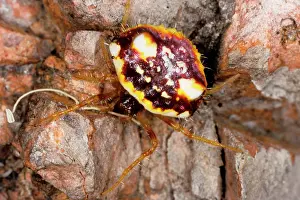 Spined: Two-spined spider - a species that can change abdomen