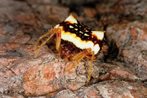 Suburban: Two-spined spider - A species that can change abdomen