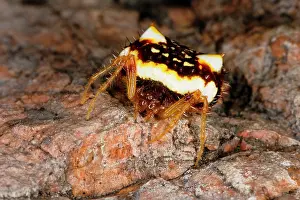 Spined: Two-spined spider - a species that can change abdomen