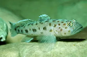 Gobies: TWO-SPOT GOBY - UK MARINE