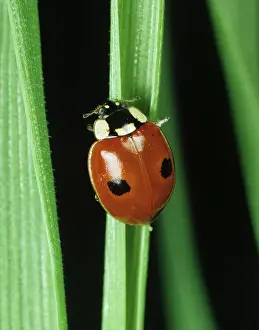 Agent: Two-spot ladybird