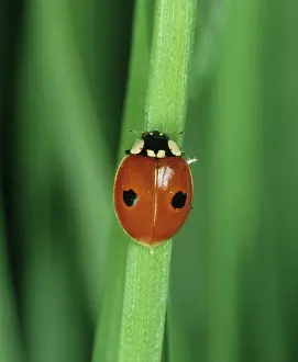 Bipunctata: Two-spot Ladybird (Adalia bipunctata)