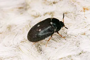 Ailsa Hopkin: Two-Spotted Carpet / Museum BEETLE - adult