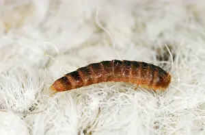 Infestations: Two-Spotted Carpet / Museum BEETLE - larvae, feeding