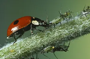 Belgium: Two-spotted Ladybeetle (Adalia bipunctata) on a