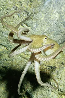 Octopuses: Two-Spotted OCTOPUS